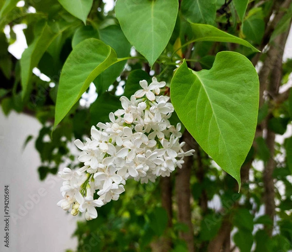Obraz A white lilac flower close-up on a background of green leaves.
