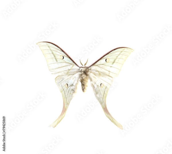 Obraz colorful butterfly isolated on white
