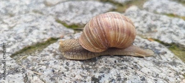 Obraz snail on a leaf
Ślimak 