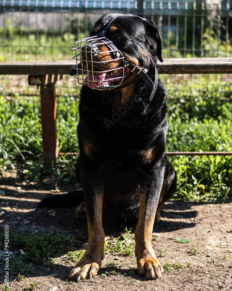 Fototapeta Security dog Rottweiler