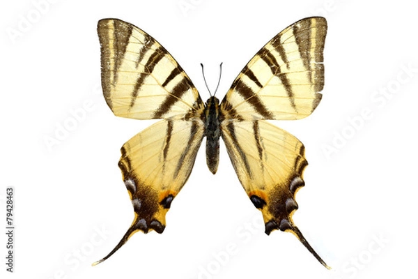 Obraz colorful butterfly isolated on white