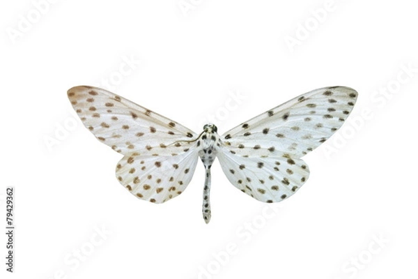 Obraz colorful butterfly isolated on white