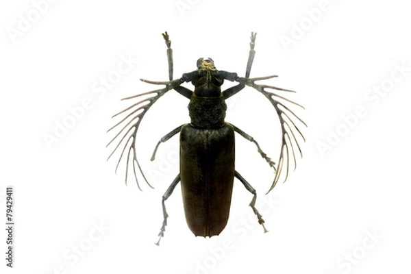 Fototapeta beetle isolated on white background