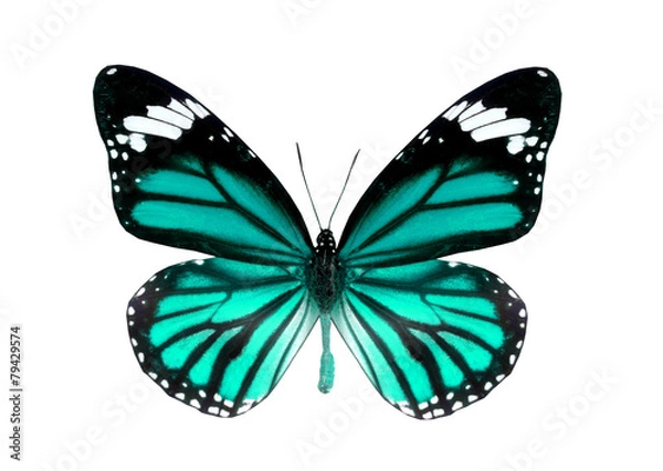 Obraz colorful butterfly isolated on white