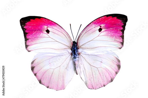 Obraz colorful butterfly isolated on white