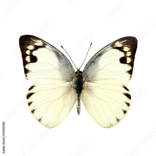 Fototapeta colorful butterfly isolated on white