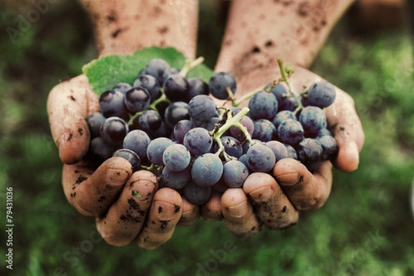 Fototapeta Grapes harvest