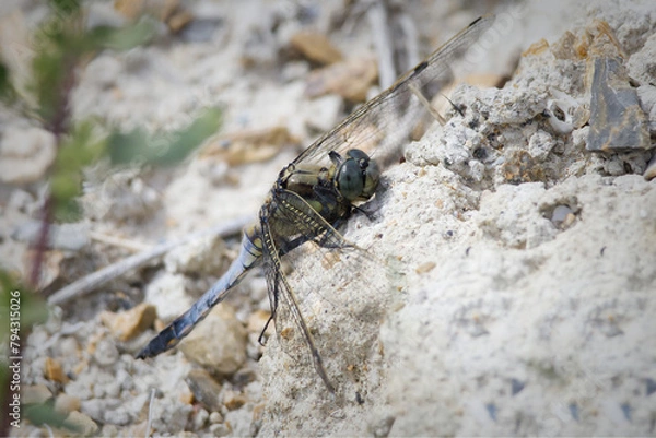 Obraz Libélula azul (Orthetrum cancellatum)
