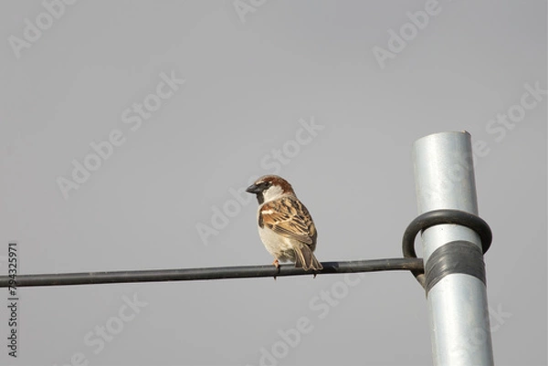 Obraz Gorrión común (Passer domesticus)