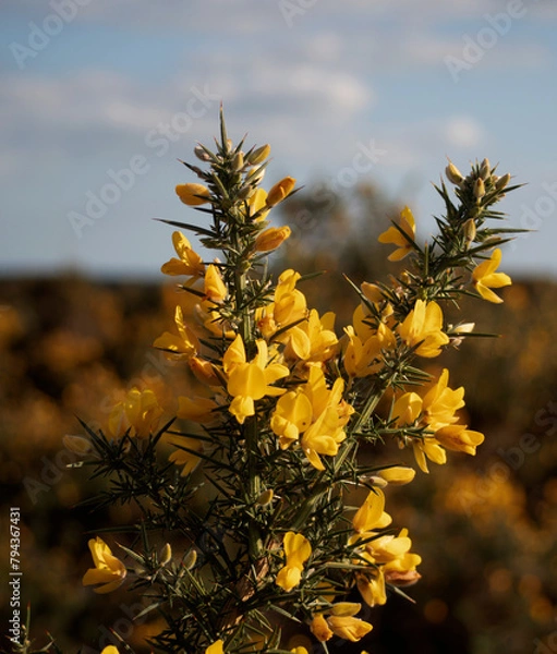 Fototapeta Gorse in Bloom.