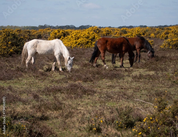Fototapeta New Forest Ponies.