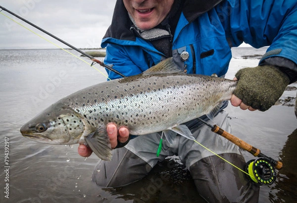 Obraz Beautiful sea trout on the fly rod