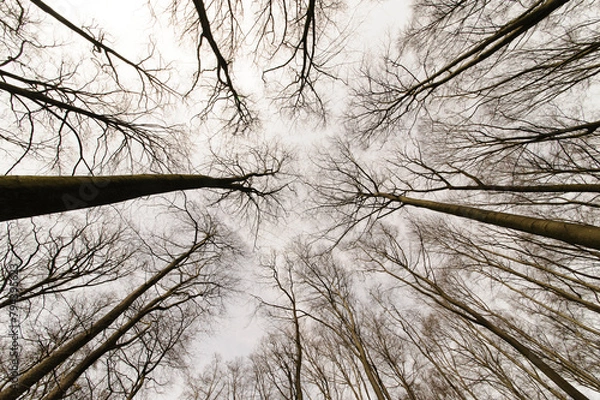 Fototapeta Bäume in der Länge 1