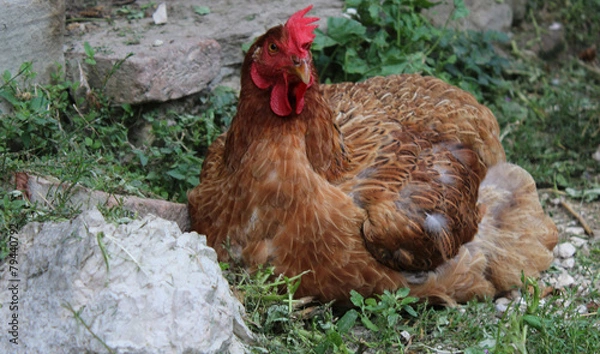 Fototapeta gallina