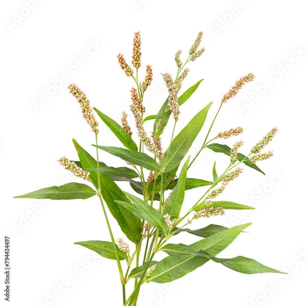 Fototapeta Persicaria maculosa flowers isolated on white background. Bouquet of decorative garden plant flowering as a spikelet. Spring blossom. Blooming  tree