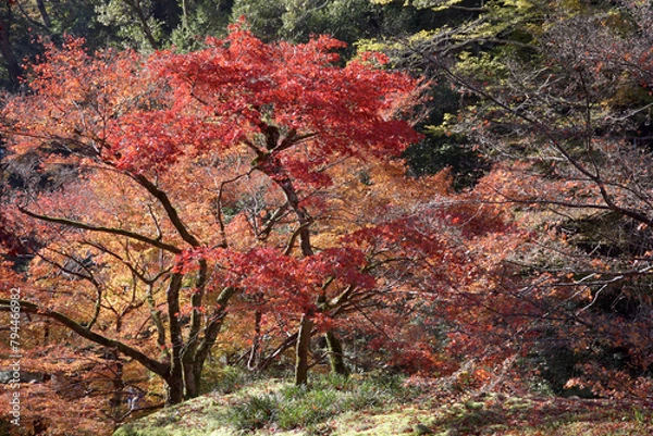 Fototapeta 秋の神護寺　境内の紅葉　京都市右京区高雄