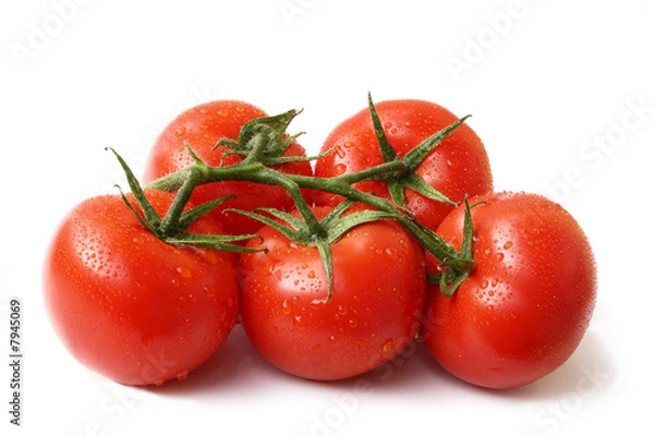 Obraz Tomaten