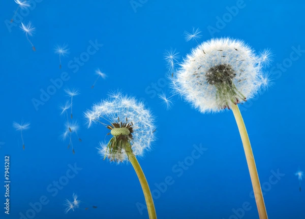 Obraz Dandelions blowing in the wind