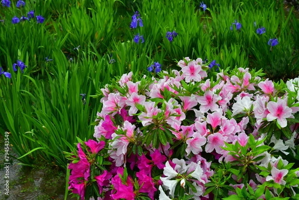 Obraz ツツジとかきつばたの咲く雨の庭園