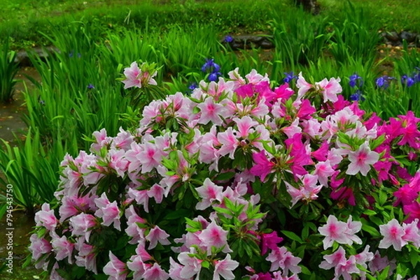 Obraz ツツジとかきつばたの咲く雨の庭園