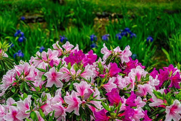 Fototapeta ツツジとかきつばたの咲く雨の庭園