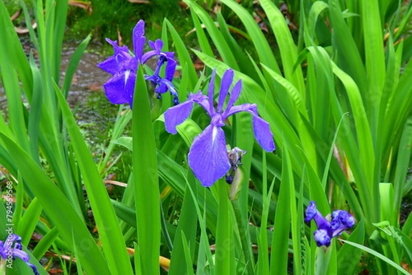 Fototapeta 雨の日のかきつばた