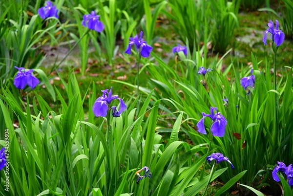 Fototapeta 雨の日のかきつばた