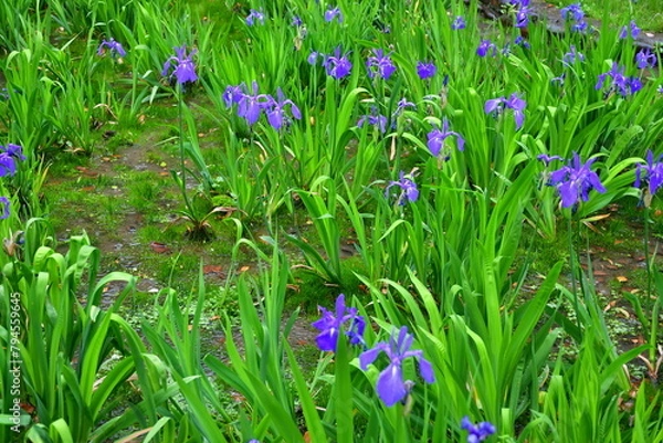 Obraz 雨の日のかきつばた