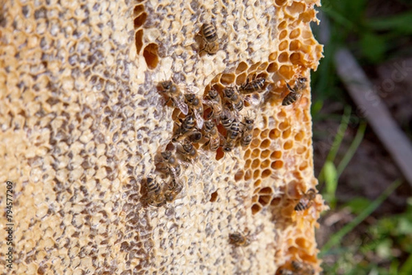 Fototapeta Working bee on the honeycomb with sweet honey..