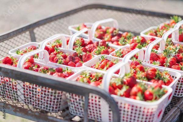Obraz Strawberry Picking