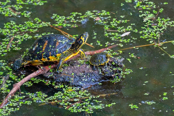Fototapeta An adult and a newborn box turtle sitting on a log in a wetland marsh.