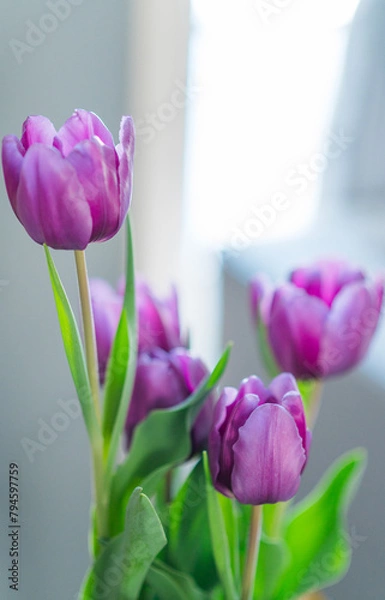 Obraz Purple Tulips