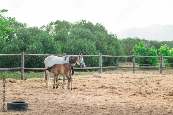 Obraz horse and foal