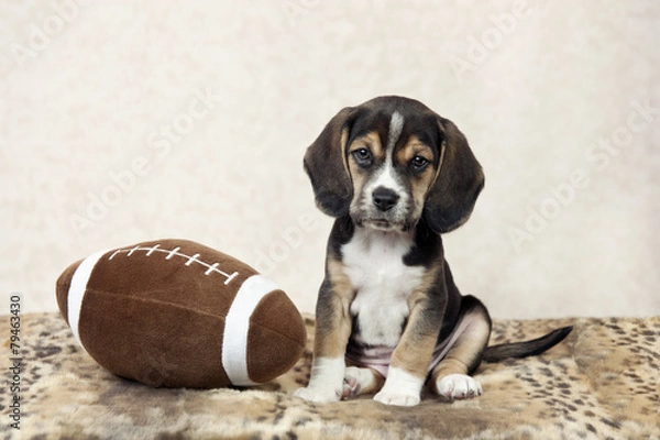 Fototapeta Beagle Puppy Z Piłką Nożną