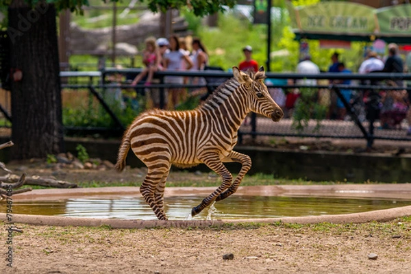 Obraz leaping zebra, como zoo