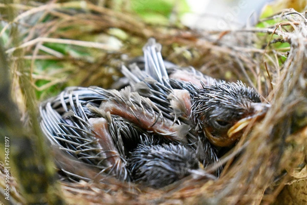 Fototapeta Two sparrows with complete feathers and strong wings ready to leave the nest on the palm trees. 