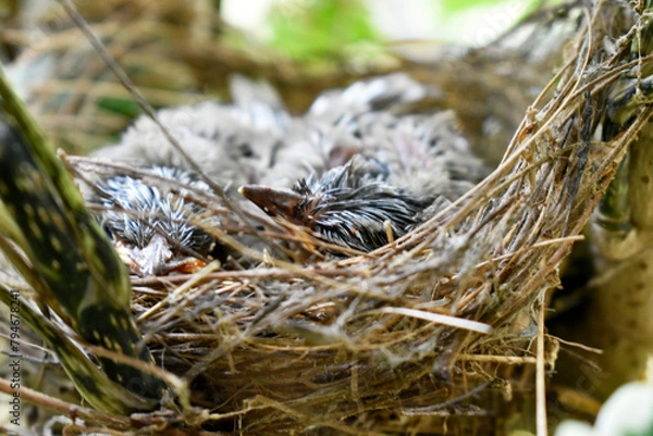 Fototapeta Two sparrows with complete feathers and strong wings ready to leave the nest on the palm trees. 