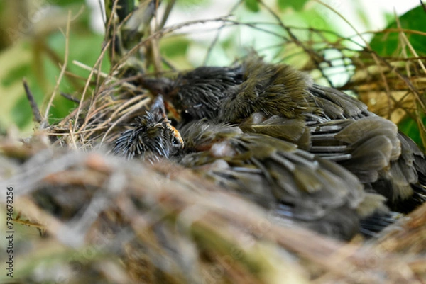 Fototapeta Two sparrows with complete feathers and strong wings ready to leave the nest on the palm trees. 
