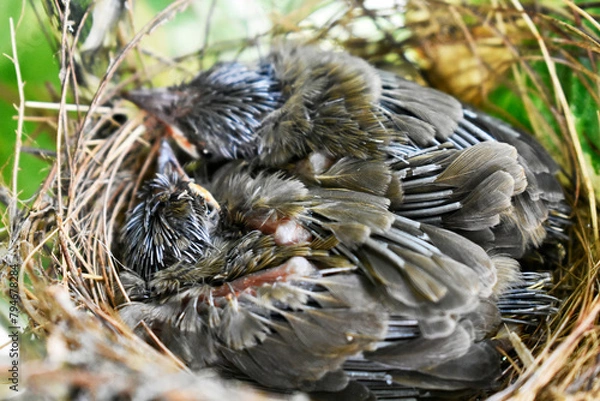 Fototapeta Two sparrows with complete feathers and strong wings ready to leave the nest on the palm trees. 