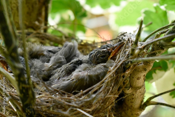 Fototapeta Two sparrows with complete feathers and strong wings ready to leave the nest on the palm trees. 