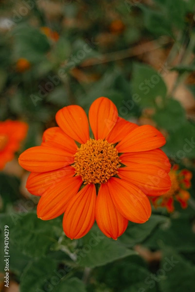 Obraz beautiful flowers of many colors to enjoy 