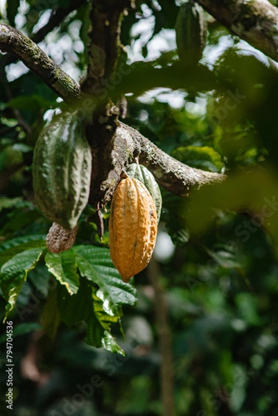 Obraz beautiful flowers of many colors to enjoy 