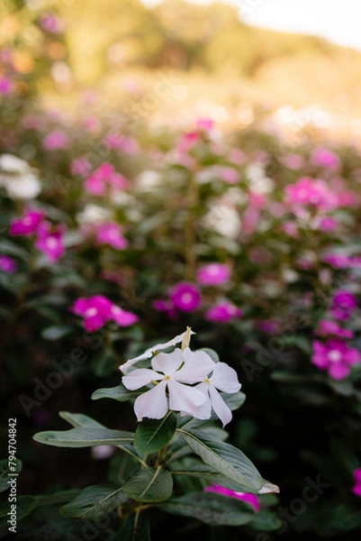 Obraz beautiful flowers of many colors to enjoy 