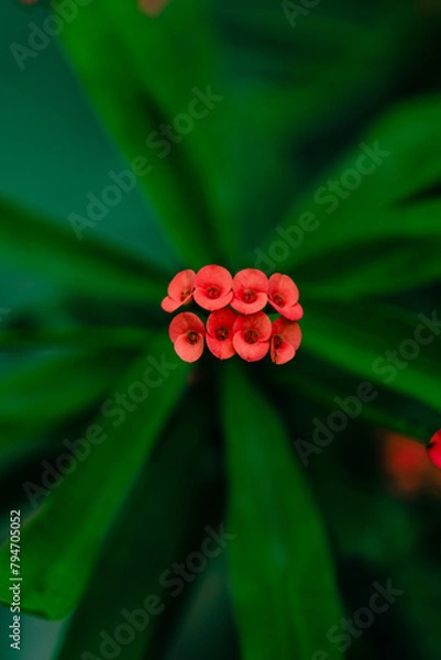 Obraz beautiful flowers of many colors to enjoy 