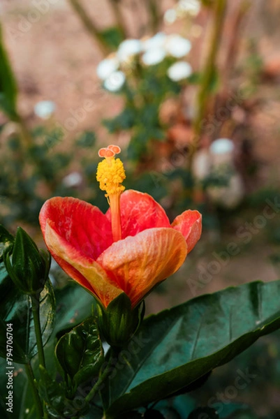 Obraz beautiful flowers of many colors to enjoy 