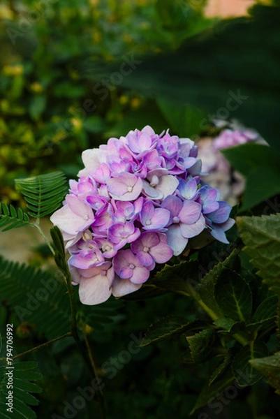 Obraz beautiful flowers of many colors to enjoy 