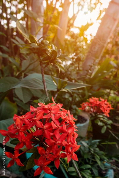 Obraz beautiful flowers of many colors to enjoy 