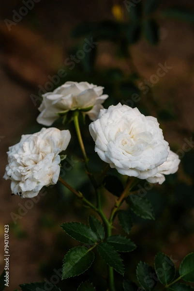 Obraz beautiful flowers of many colors to enjoy 