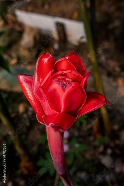 Obraz beautiful flowers of many colors to enjoy 