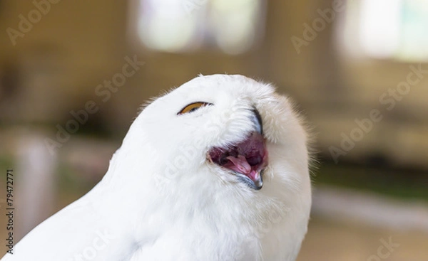 Obraz Close up snowy Owl,